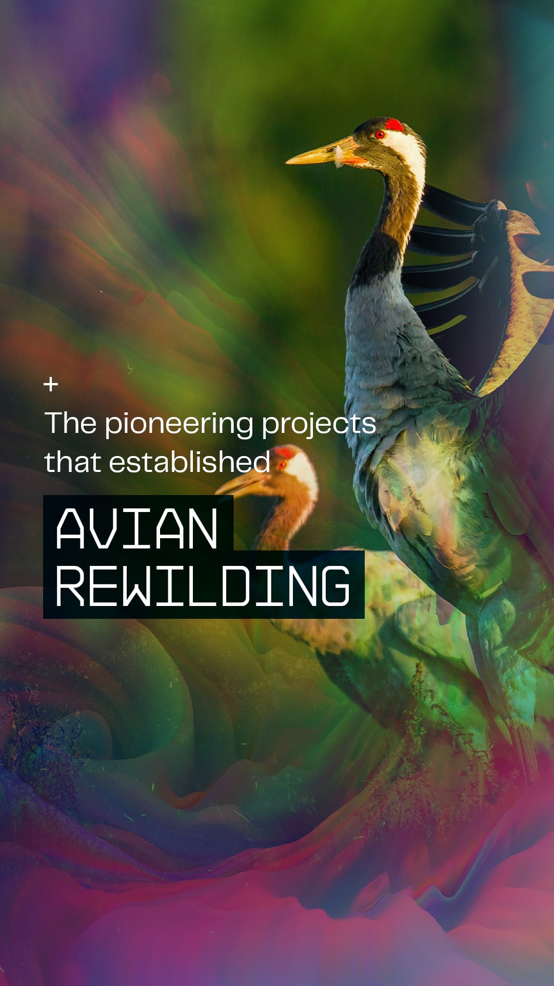 COL-Disruptive-Conservation-IG-Story-Frame 1