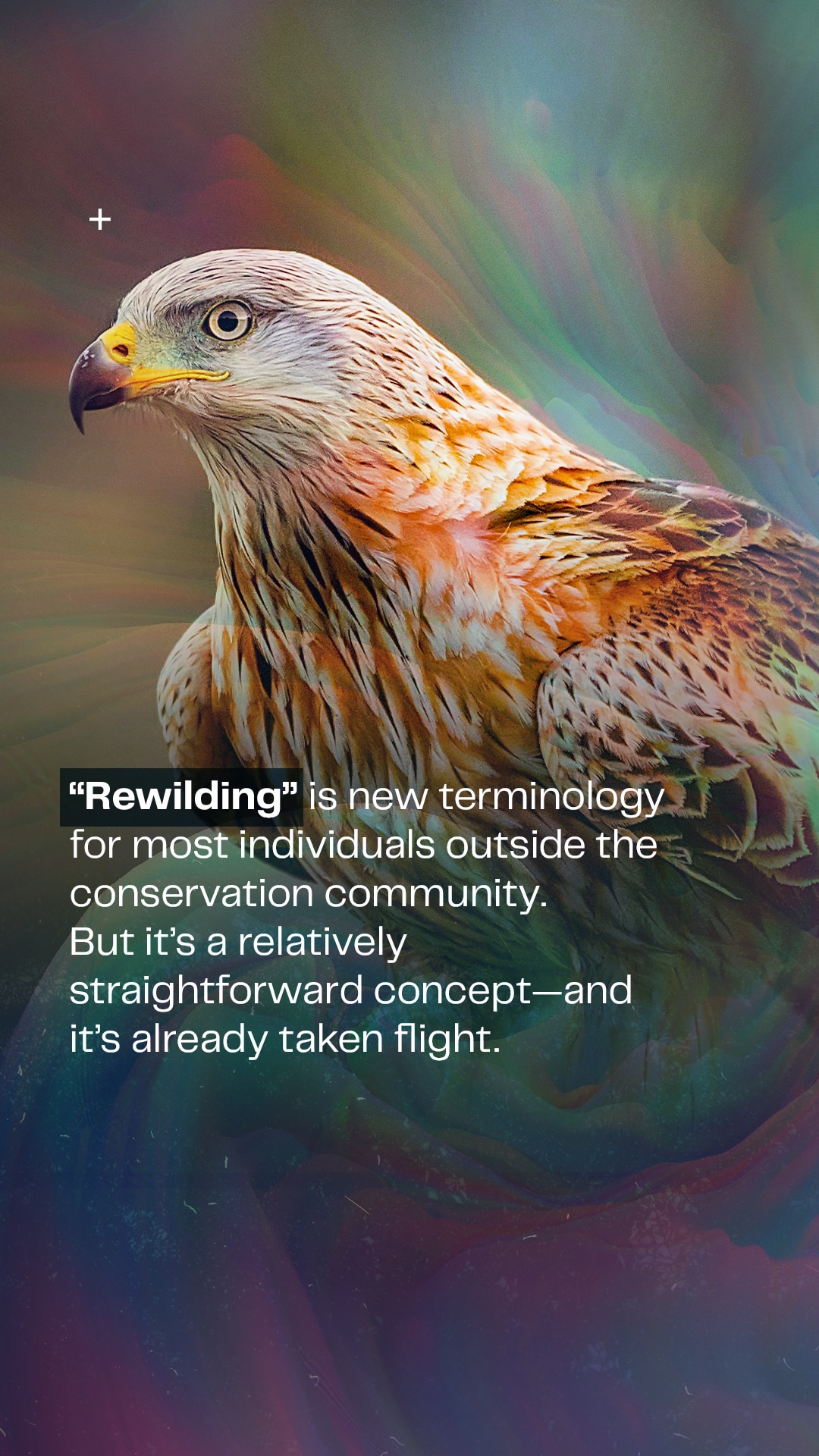 COL-Disruptive-Conservation-IG-Story-Frame 2