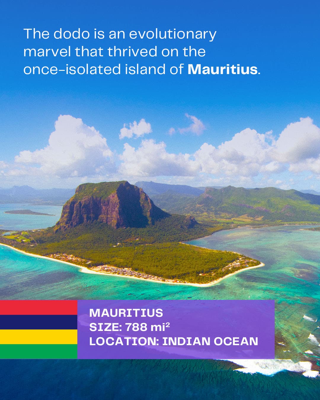 c-dodo-what-we-know-2