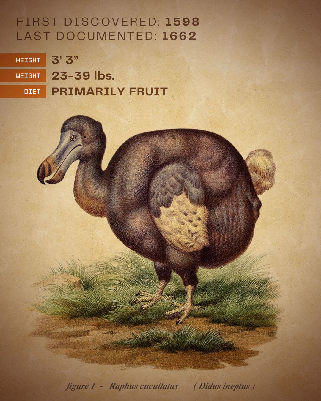 c-dodo-what-we-know-3