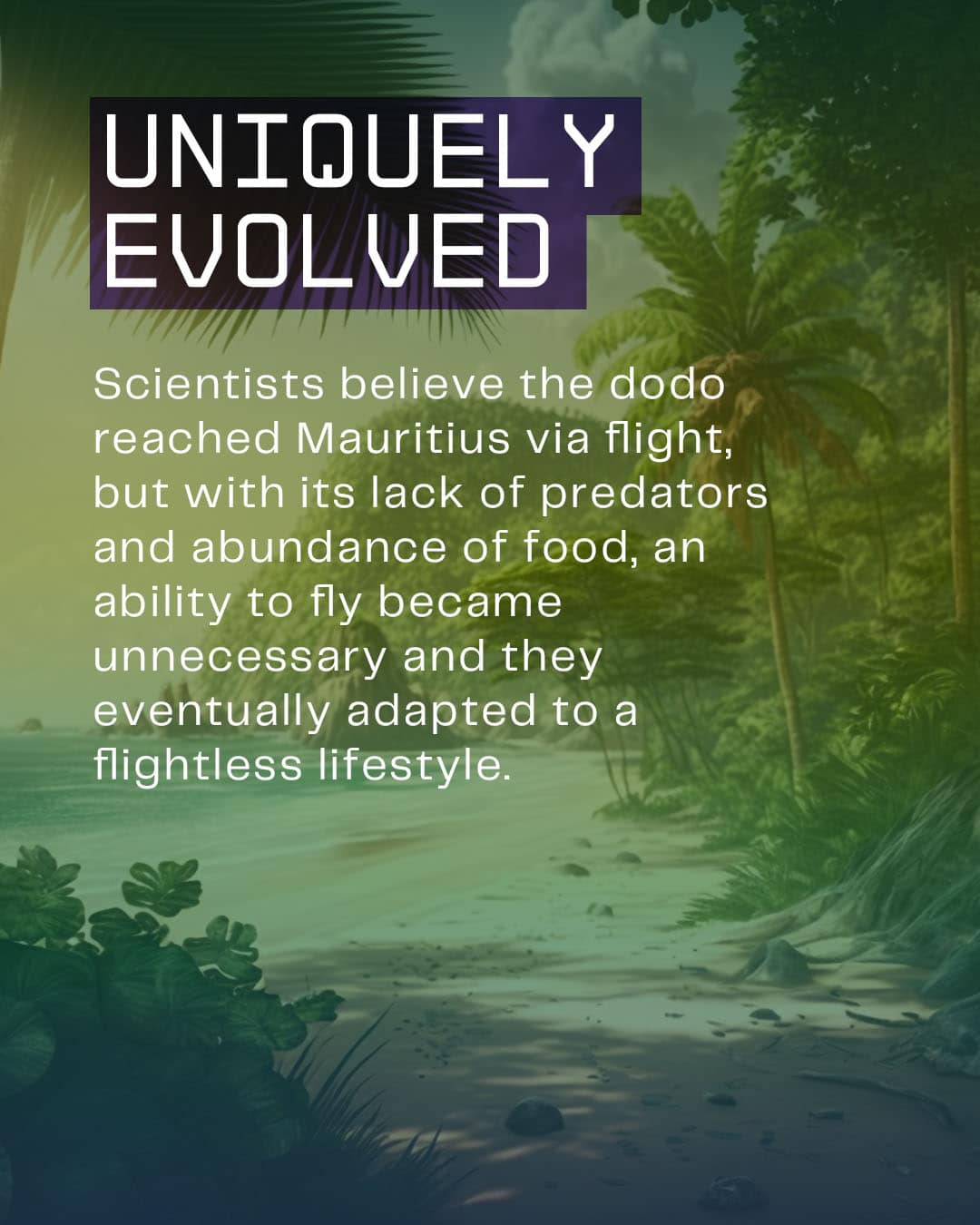 c-dodo-what-we-know-4