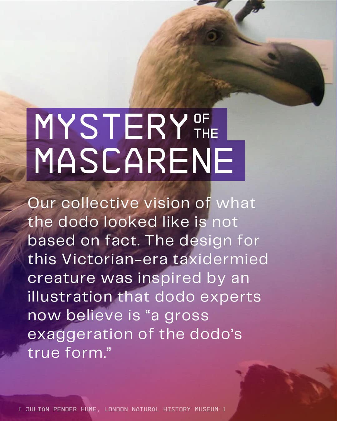 c-dodo-what-we-know-6